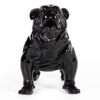 Collection Bulldog achat vente maroc